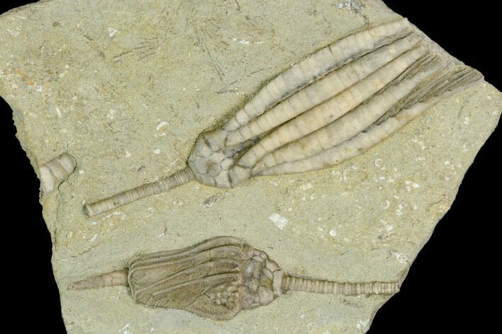 Two Fossil Crinoids (Scytalocrinus & Macrocrinus) - Indiana #122981
